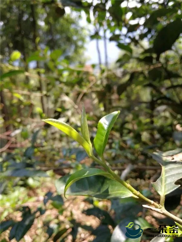 普洱茶造假案再出！涉案金额高达数亿元，茶品质量安全谁来保证？