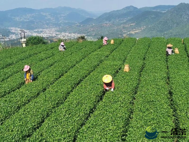 安溪铁观音秋茶价格上扬揭秘①久久为功 好茶终获市场认可