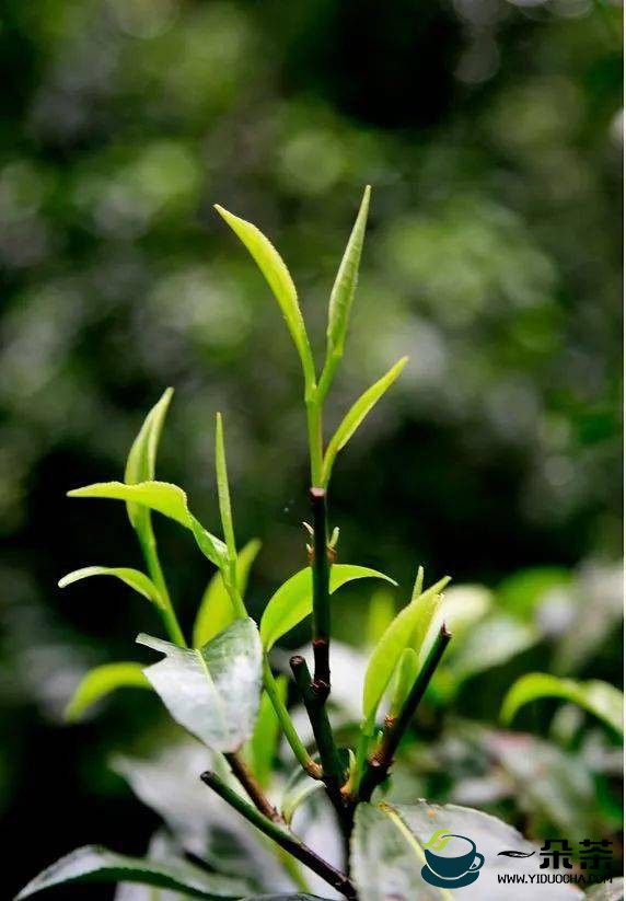 茶不代药，药不代茶(茶为万病之药)