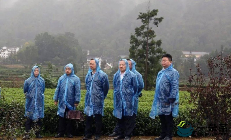 凤冈：抢抓时节忙冬管 助力茶叶质提升