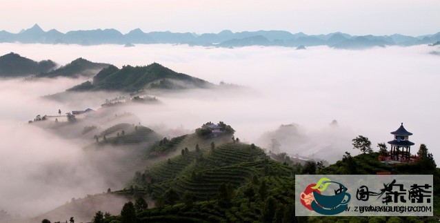 云南省最全茶山总汇（一）(云南六大茶山)