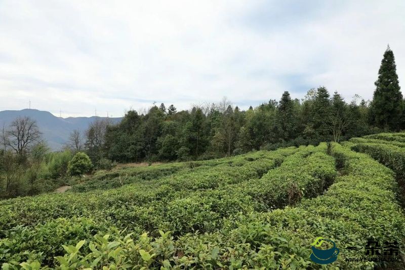 都匀凌湾村：冬耕茶业新希望，春来茶叶好“丰”景