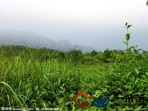 云雾山中的布朗族“青竹茶”(白竹山云雾茶)