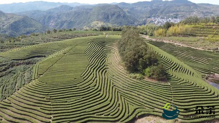 茗边聚焦泰顺三杯香，“三茶”融合之泰顺经验