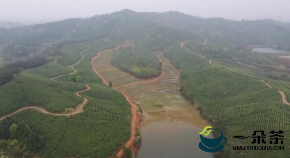 高安市：打通茶市场 做大茶产业