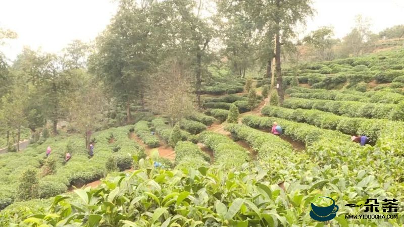 南涧罗伯克茶场：打造绿色生态有机茶园，景美茶香迎贵客