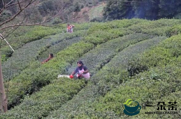 四川高县茶叶量值“双增” 茶农人均茶叶收入超万元