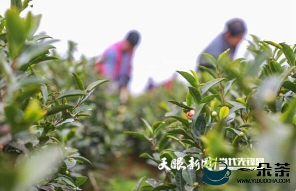 绥阳：明前春茶管护忙 只待茶园溢新香