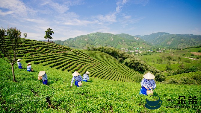 中国十大名茶—信阳毛尖
