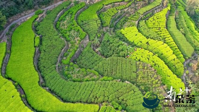 潮州凤凰：春茶开采 不忘防疫