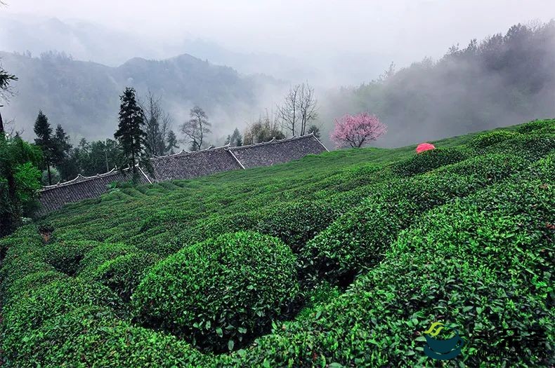 这三款湖北茶上央视了！请锁定观看~