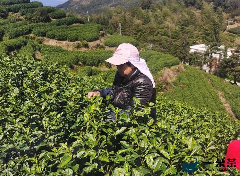 温州平阳早茶开采 预计今年春茶产值1.1亿元