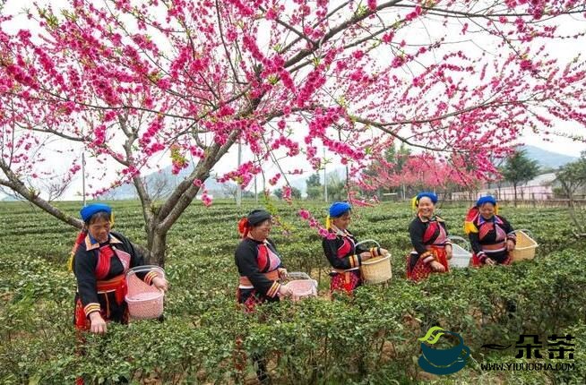 广西桂林：千亩茶园绿 瑶乡采春茶