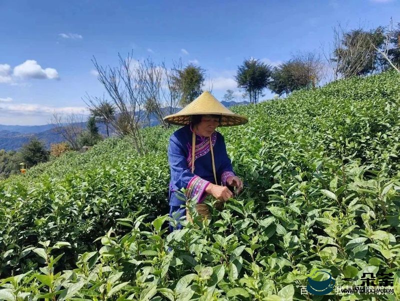 浙江传媒学院助力新联村打造文旅新景致