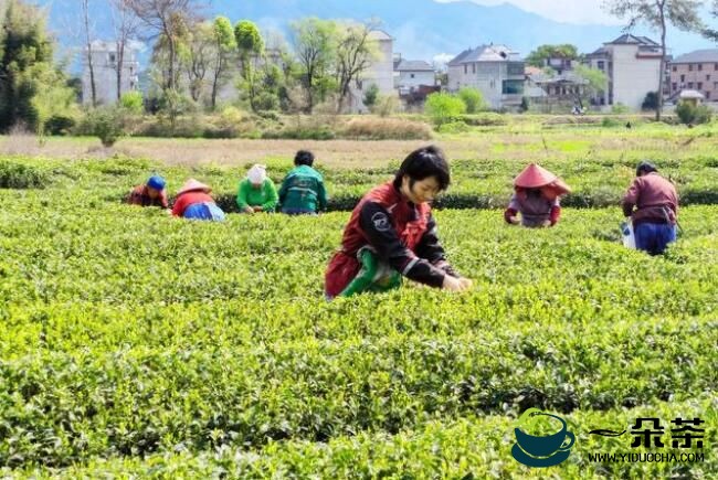 圆通“圆准达”助力浙江丽水春茶出山