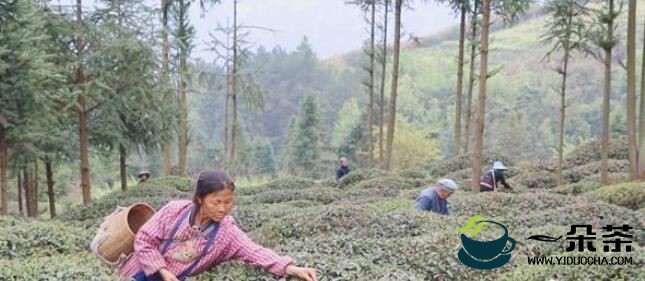 贵州独山：绿芽玉露萦春梦 只此青绿采茶去