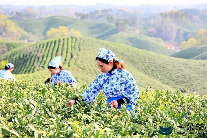 河南信阳万亩茶山披绿装 毛尖采摘正当时