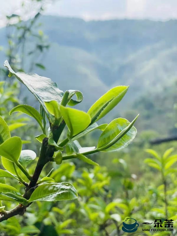 拉佤布傣：春茶开采喽！首采播报