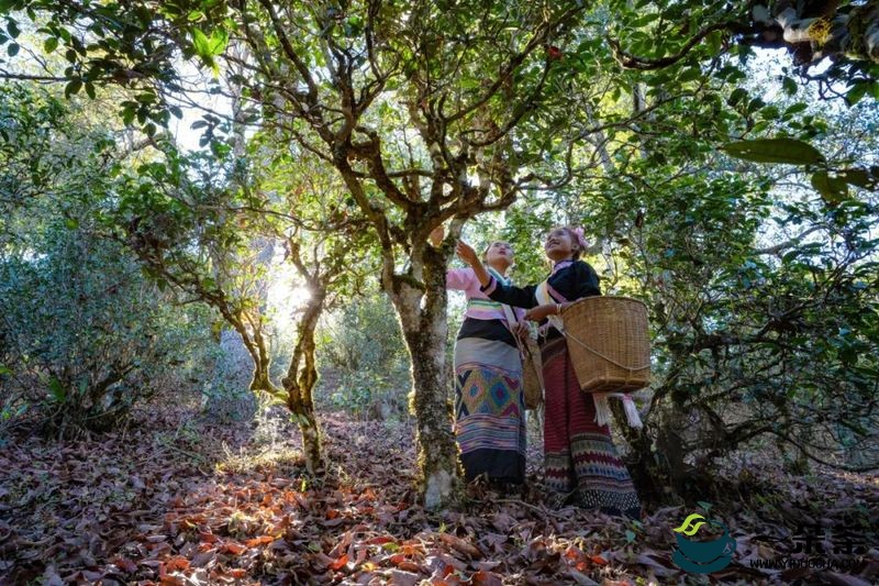 一片叶 一座山 引领普洱茶旅融合渐入佳境：普洱市茶产业发展的新探索新路径（5）