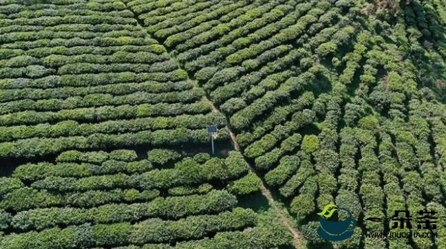 楚雄牟定县万亩茶山：茶农春茶采摘忙