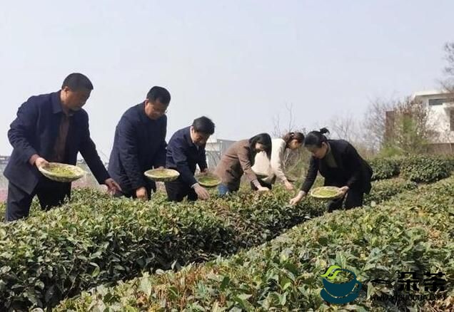 “南茶北引第一村”春茶采摘启动仪式