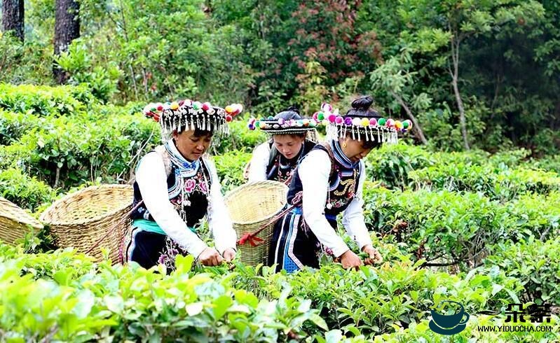 云南弥渡牛街：百年树龄古茶树纷纷吐出了新芽