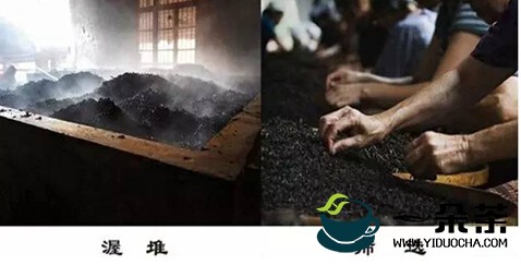 普洱存茶5点，展现它最好的一面出来(老慢阿普洱茶)