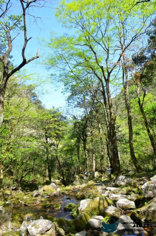 “潇湘·邵阳红”2022湖南生态旅游节暨第三届舜皇山野茶节将于5月开幕