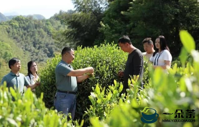 胡绍德：为提升黄山区茶产业尽力提供科技服务