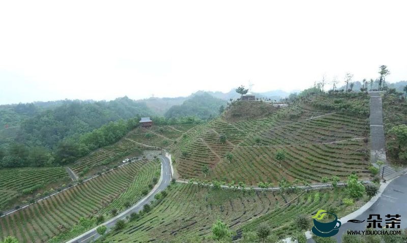 陕西商南：绿水青山育好茶，看看商南茶山如何变“金山”