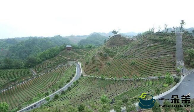 商南：绿水青山育好茶，看看商南茶山如何变“金山”