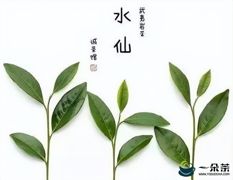 闽北水仙茶叶的传说(闽南水仙茶)