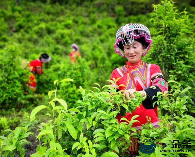 国潮品牌茶百道联手凤庆滇红茶打造“红茶基地”助力云南乡村振兴