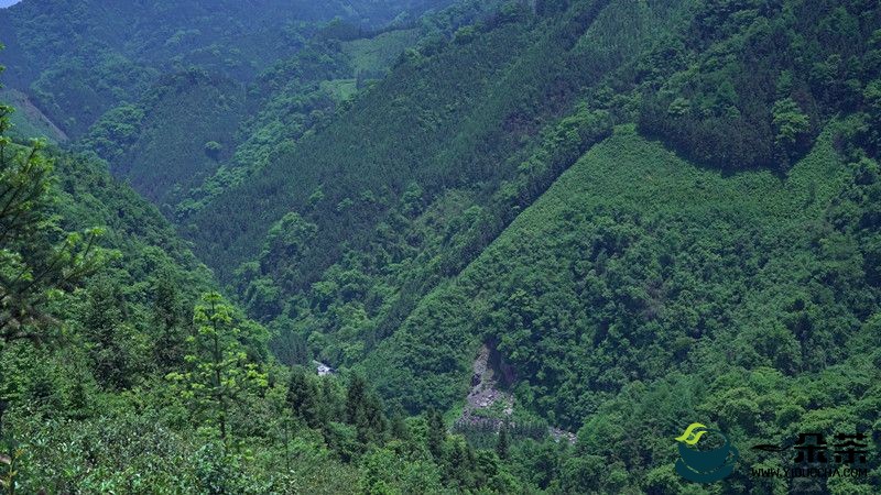 茶山上很热闹，属于高马二溪皇家茶园的采茶季（三）