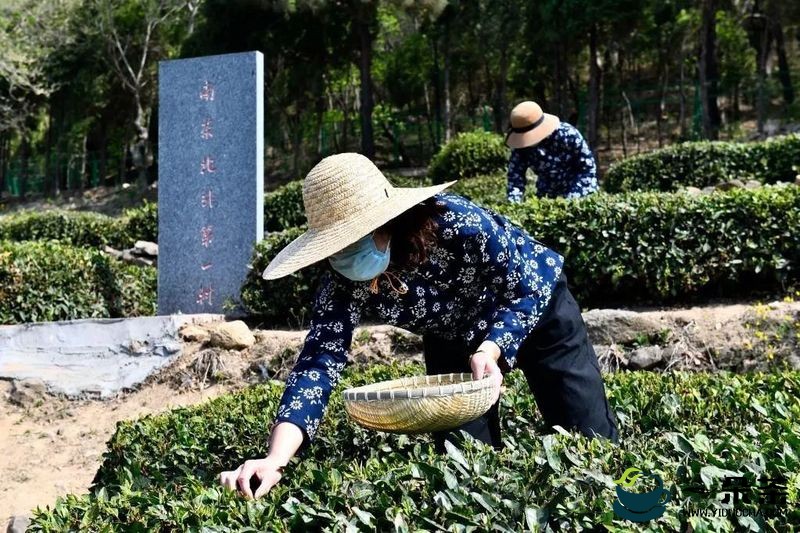 南来“一叶”生出致富“一业”——山东日照发展茶产业见闻