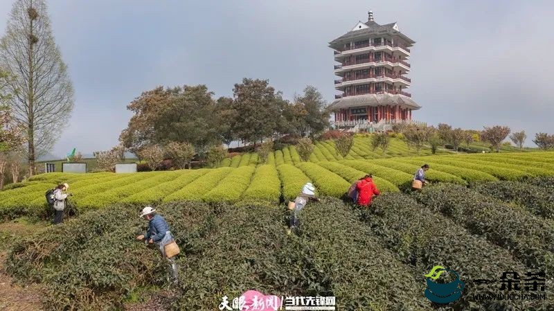 外县百姓进村落户 城里居民下乡务工 湄潭茶产业带就业发挥“磁场效应”