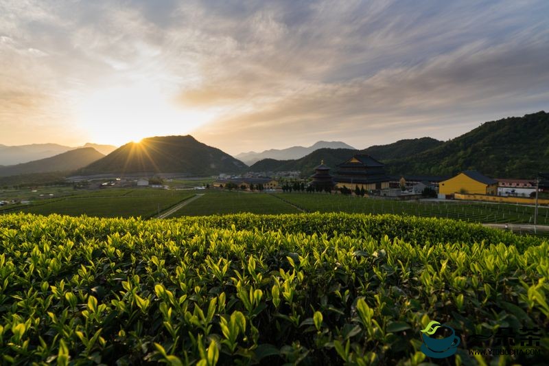 云享越茶 共富茗城， 2022 绍兴“云上茶博” 6月13日正式启幕