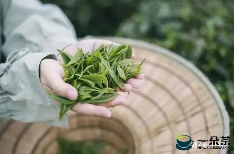 绿茶茶汤浑浊，究竟是什么原因 好品质绿茶的汤色应该怎样