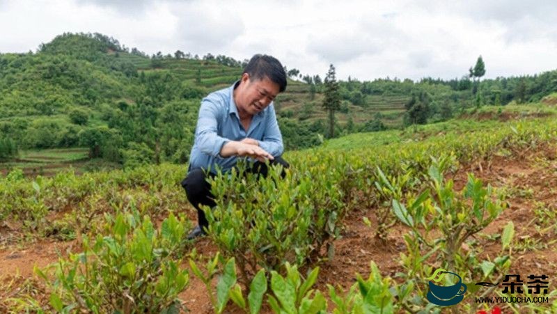 贵州盘州：做强核心竞争力 推进茶产业高质量发展