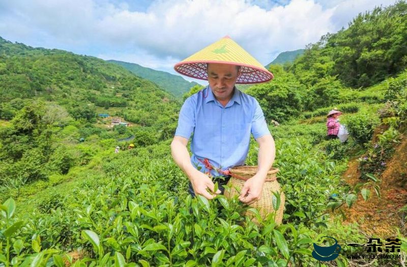 梅州：回乡种茶近十年，他让 300 亩青山变“金山”