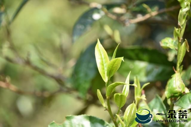 茶客与茶商：脆弱的信任，终究要茶商迈出第一步