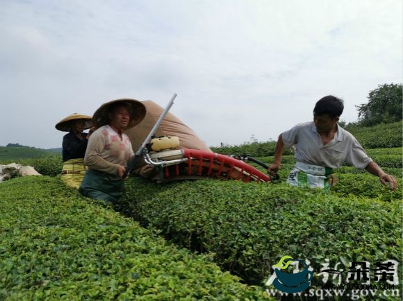 瞄准4亿元产值 白沙谋划茶产业高质量发展之路