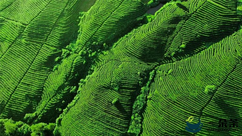 周六开幕， 第七届“巴中云顶”茶文化旅游节来啦!