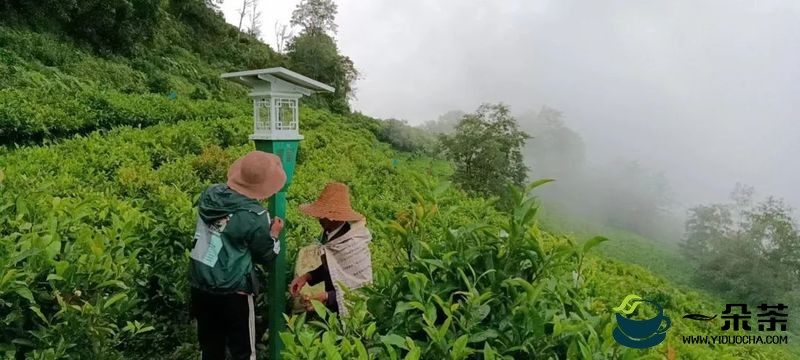 傣乡骑马坝：“玛玉茶”品牌茶业助力产业振兴