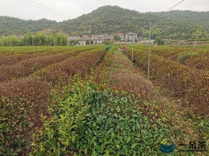 柯桥区举行茶树热旱害补救技术培训会