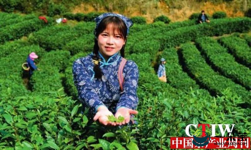 江西省遂川县南屏村：好茶好景好“钱”程