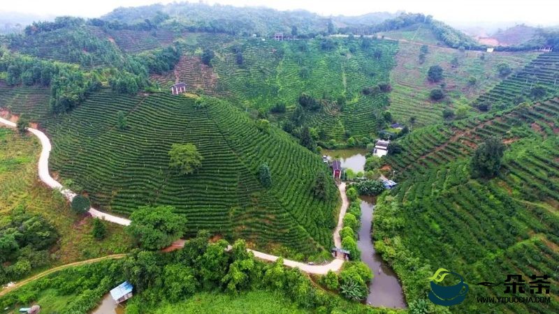 第12届长春茶博会开幕在即，梧州六堡茶名优茶企抢先看！