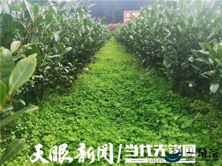 凤冈：以草“治”草管茶园 提效保质“茶”方好