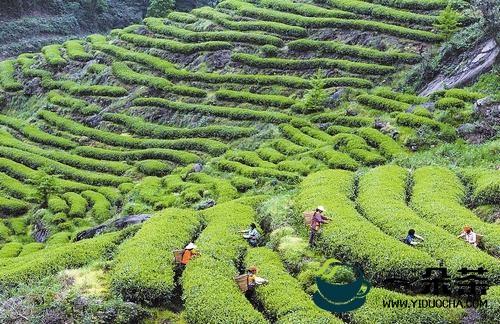 饮茶发源的地点(饮茶发源的地点有哪些)