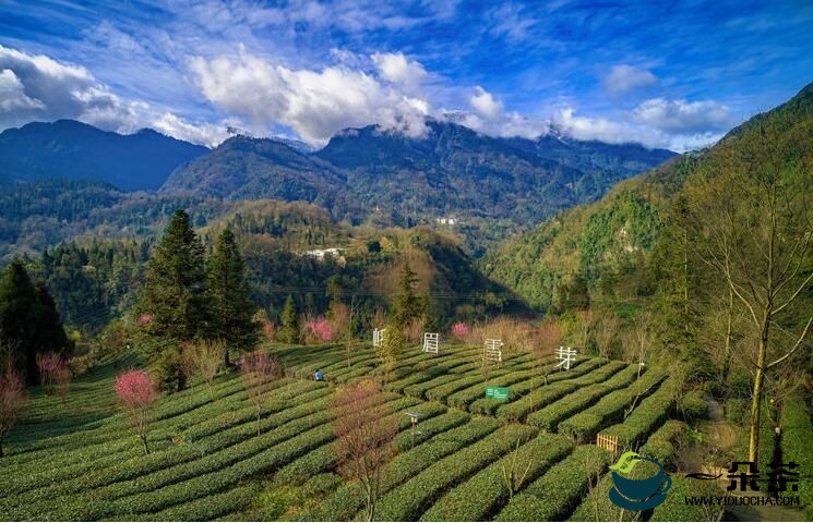 “峨眉雪芽”香飘天下，茶界文化新地标